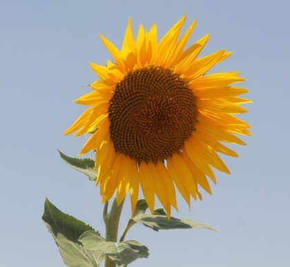girasol-1-500